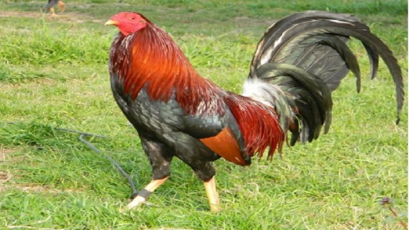 Anh em có thể nhận diện giống gà này qua bộ lông màu đỏ xen kẽ các đốm xám