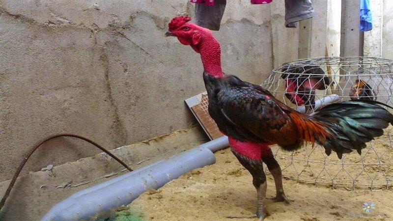 Cách xem dáng đứng của gà