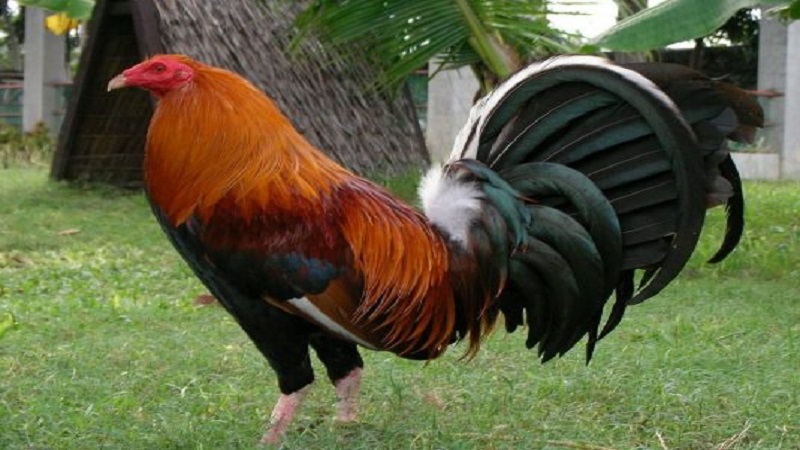 Kelso là một trong những giống gà nổi tiếng trên toàn thế giới