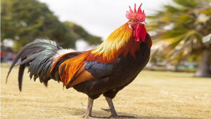 Lông gà có tác dụng giữ ấm cho gà trong những ngày mưa gió, mùa đông