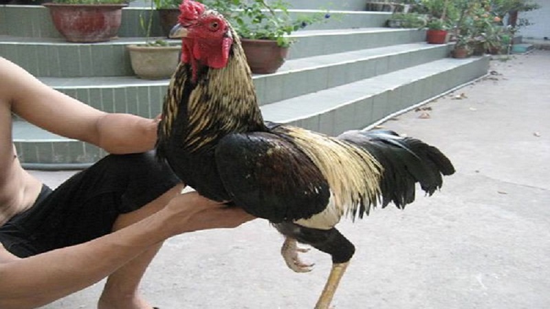 Tập luyện cho gà để đảm bảo sức dẻo dai và phản xạ