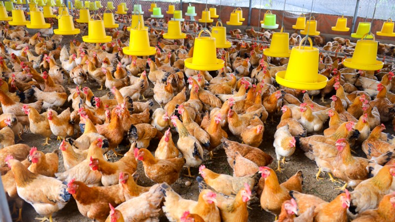 Phương pháp cải tạo giống được dùng để nâng cấp gà giống